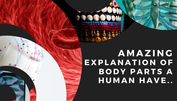 explain human body parts - divulegfloor.com